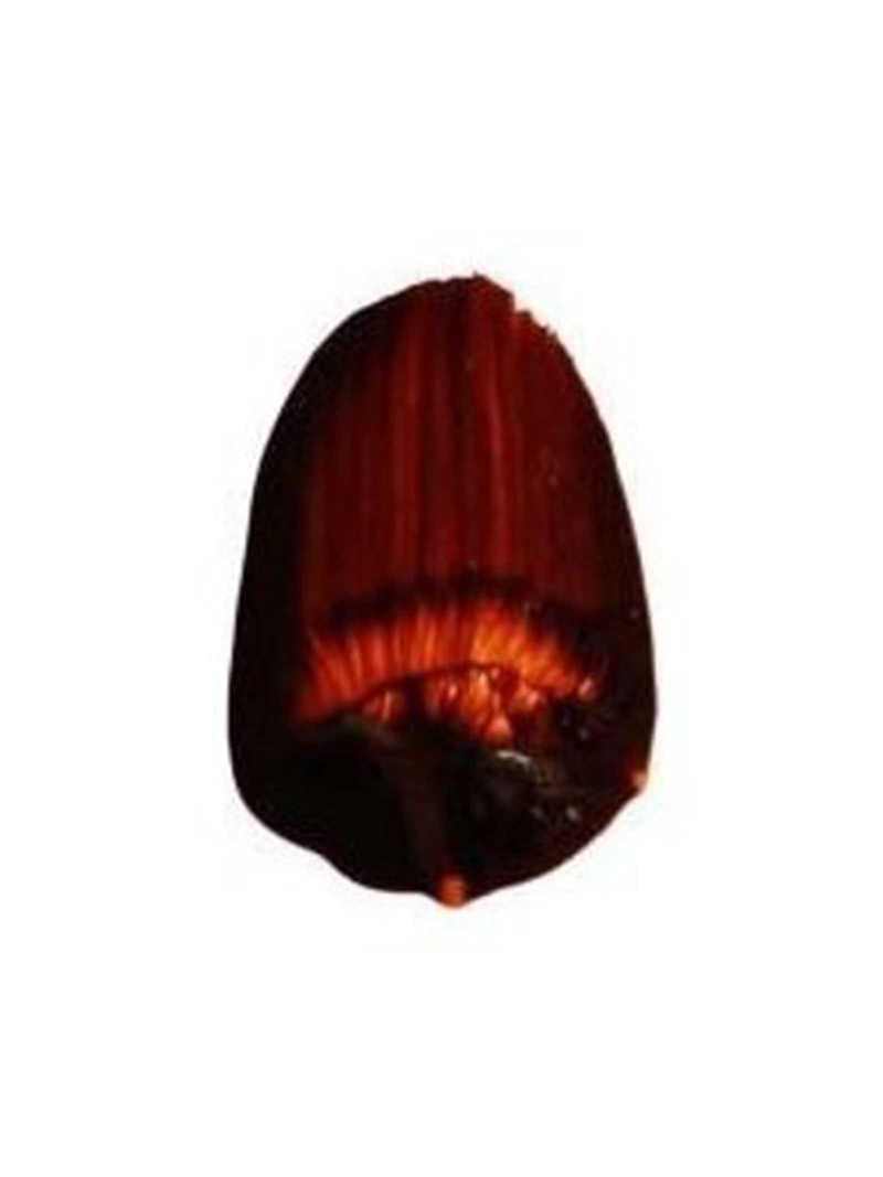 Tri-Art Liquid Acrylic Paint : Golden Orange