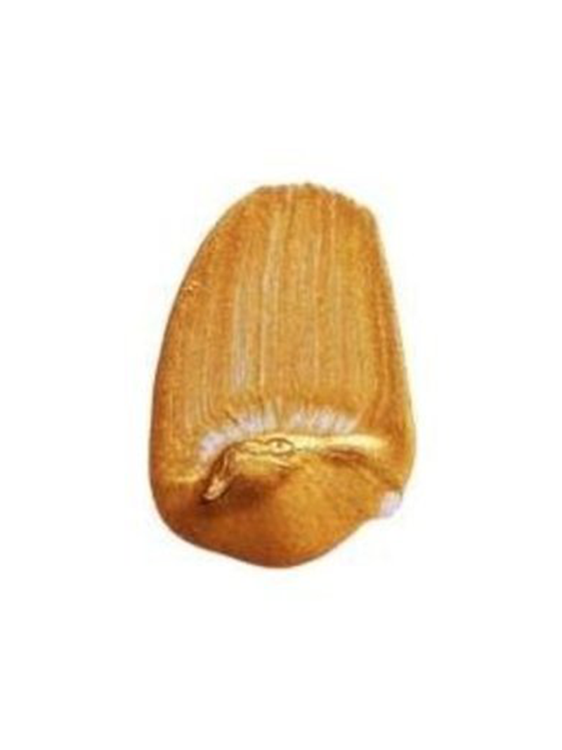 Tri-Art Liquid Acrylic Paint : Iridescent Gold Deep